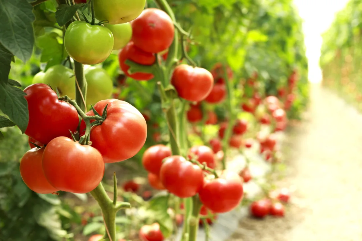 Green tomatoes will turn red in a few days with a simple trick
