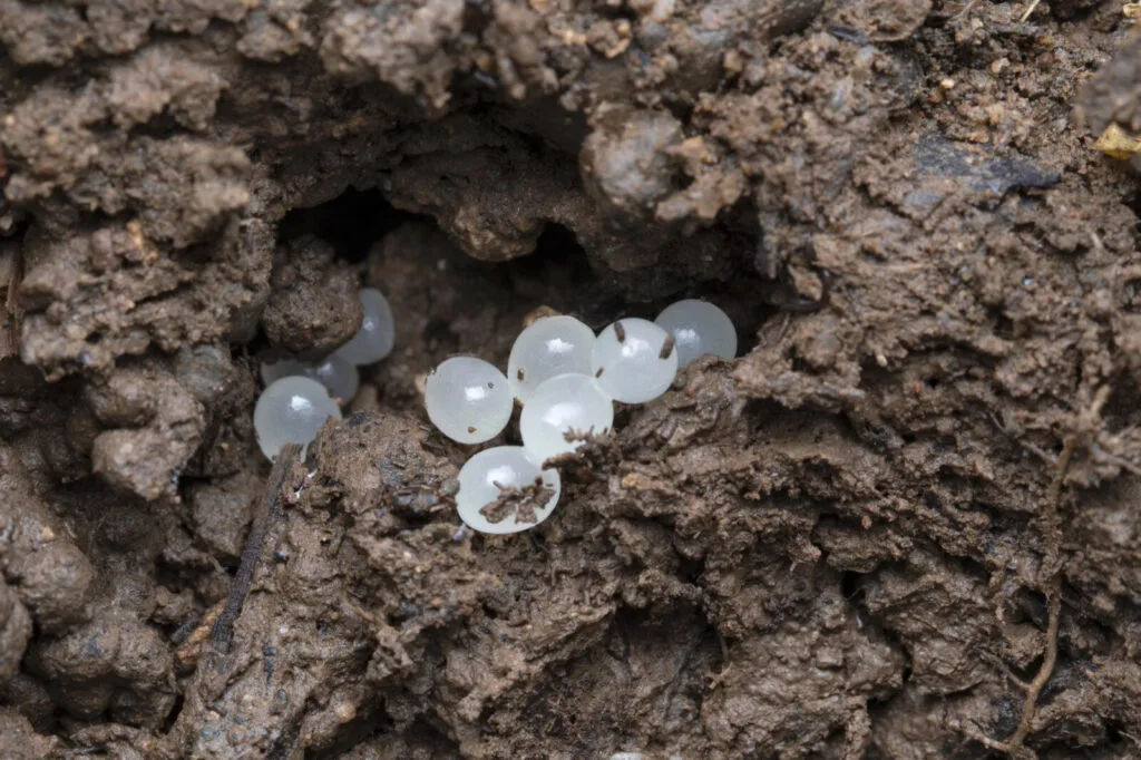 Slug eggs in the garden / Photo: Depositphotos