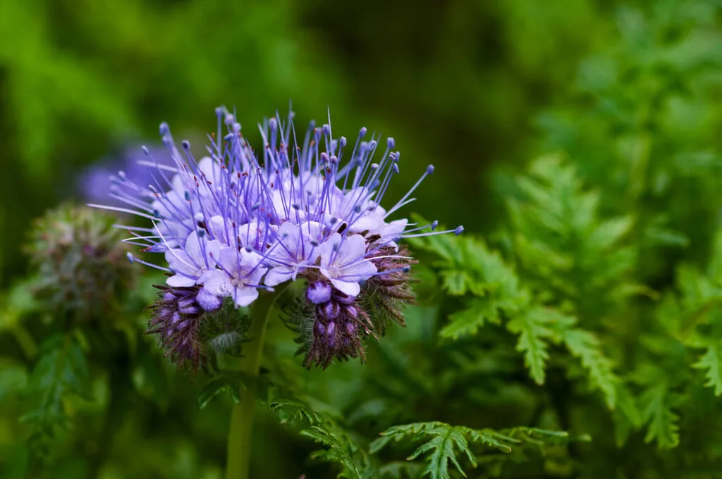 Tansy phacelia / Photo: Depositphotos
