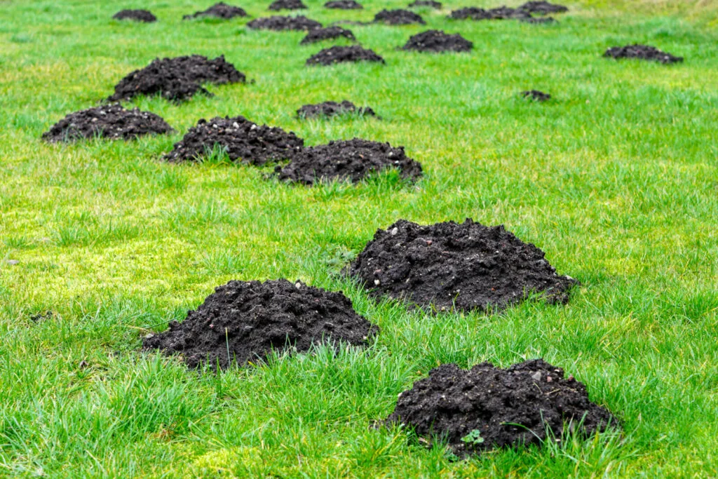 Molehills / Photo: Depositphotos
