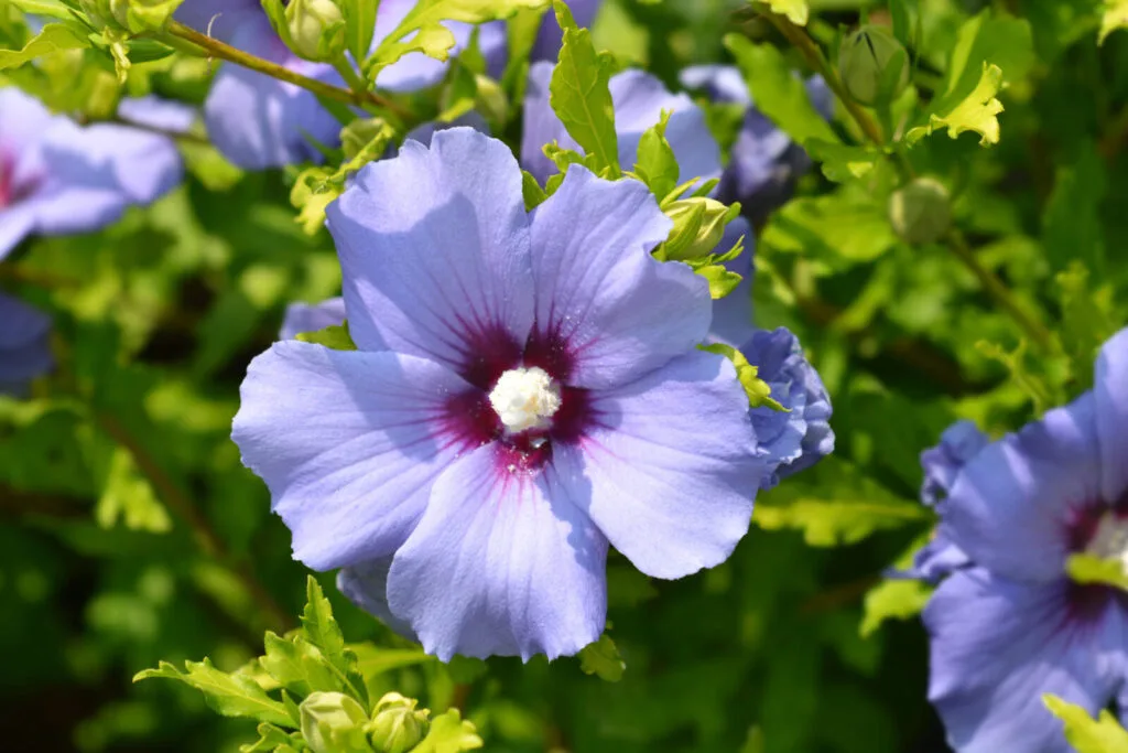 Hibiscus / Photo: Depositphotos