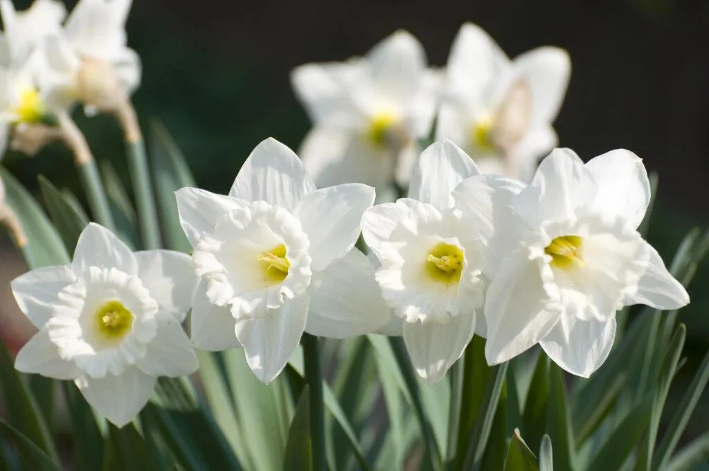 Daffodil / Photo: Depositphotos