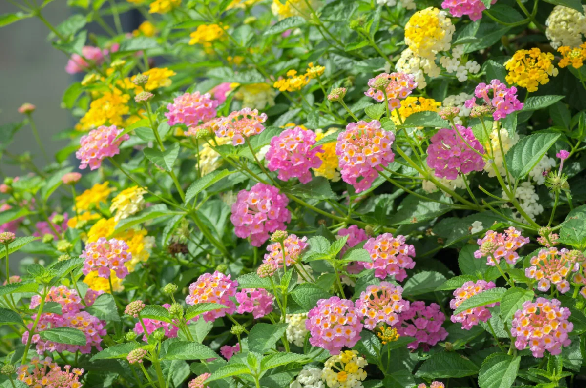 Lantana / Photo: Depositphotos