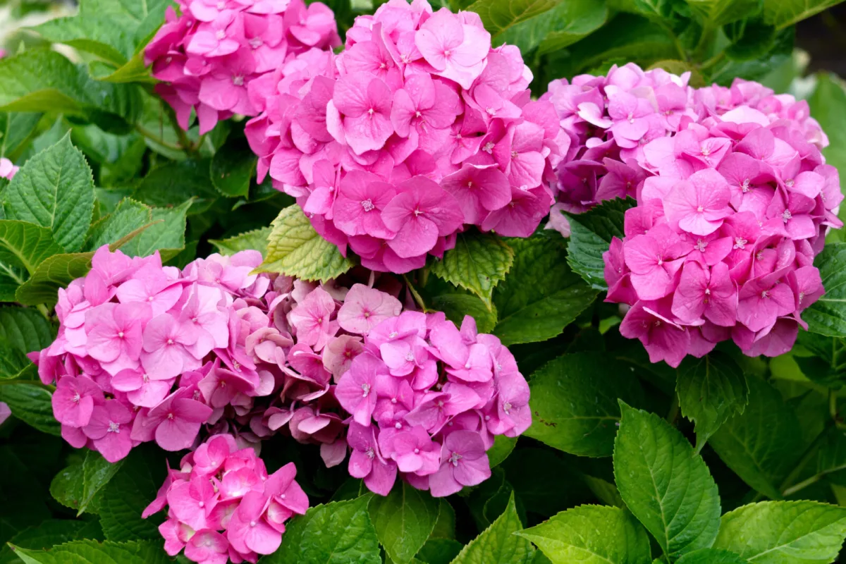 Im Herbst bei Hortensien vorsichtig sein ein Fehler kostet Sie die Blüte