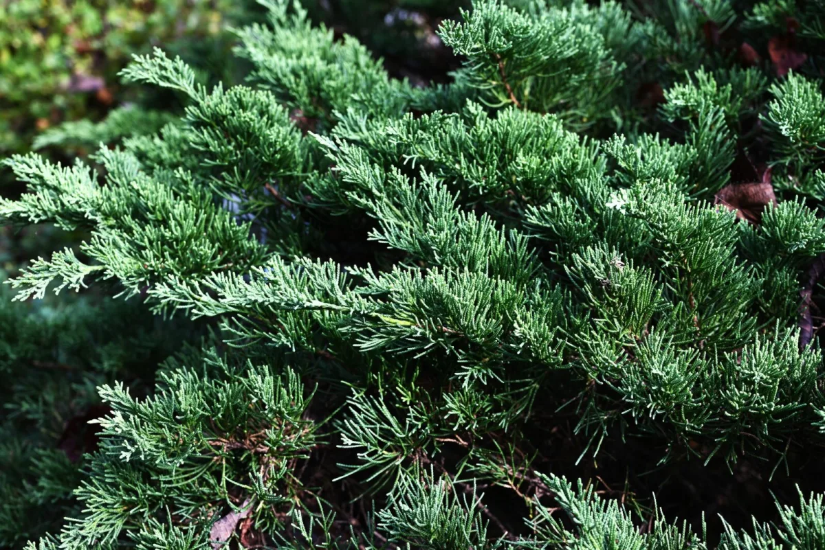 A Beautiful Shrub That Can Ruin Your Neighbours’ Pear Crop Yet It’s Still Allowed