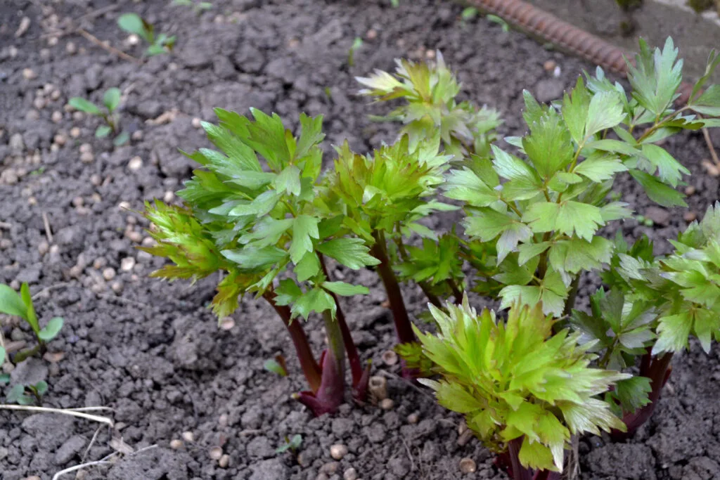 Lovage / Photo: Depositphotos