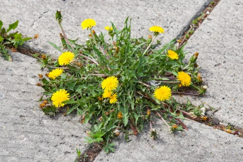 A Proven Weed Control Method Without Chemicals Anyone Can Do