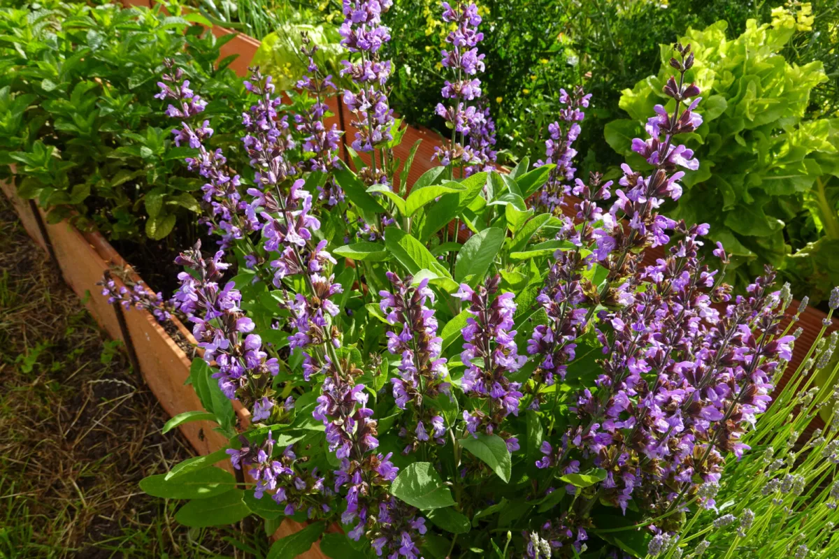 Sage / Photo: Depositphotos