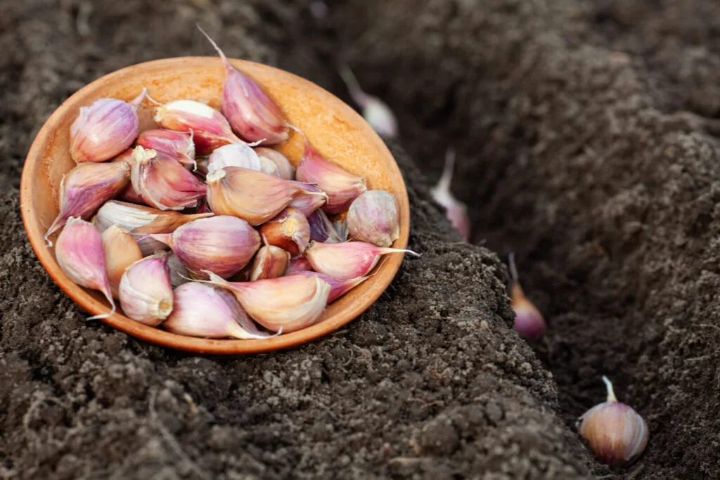 Planting garlic / Photo: Depositphotos