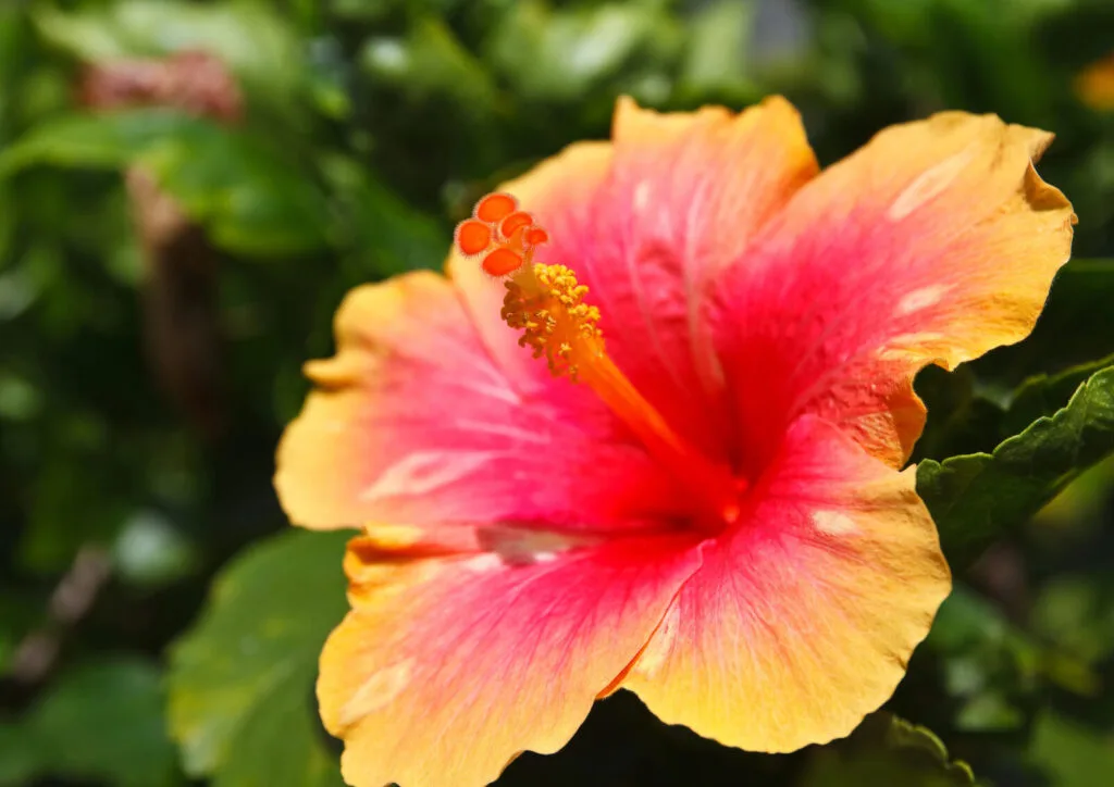 Tropical hibiscus / Photo: Depositphotos