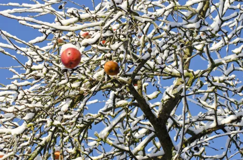 How to Prepare Trees and Shrubs for Winter to Keep Them Strong and Healthy