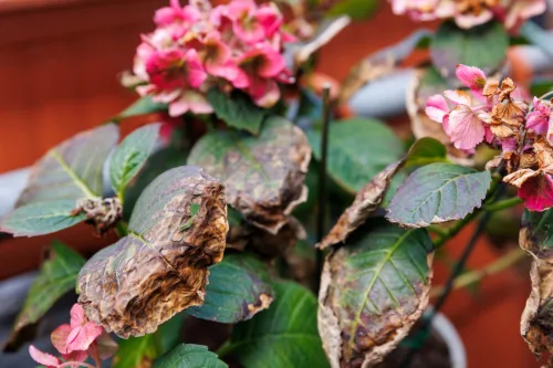 How to Get Browning Hydrangeas Back on Track Without Chemicals