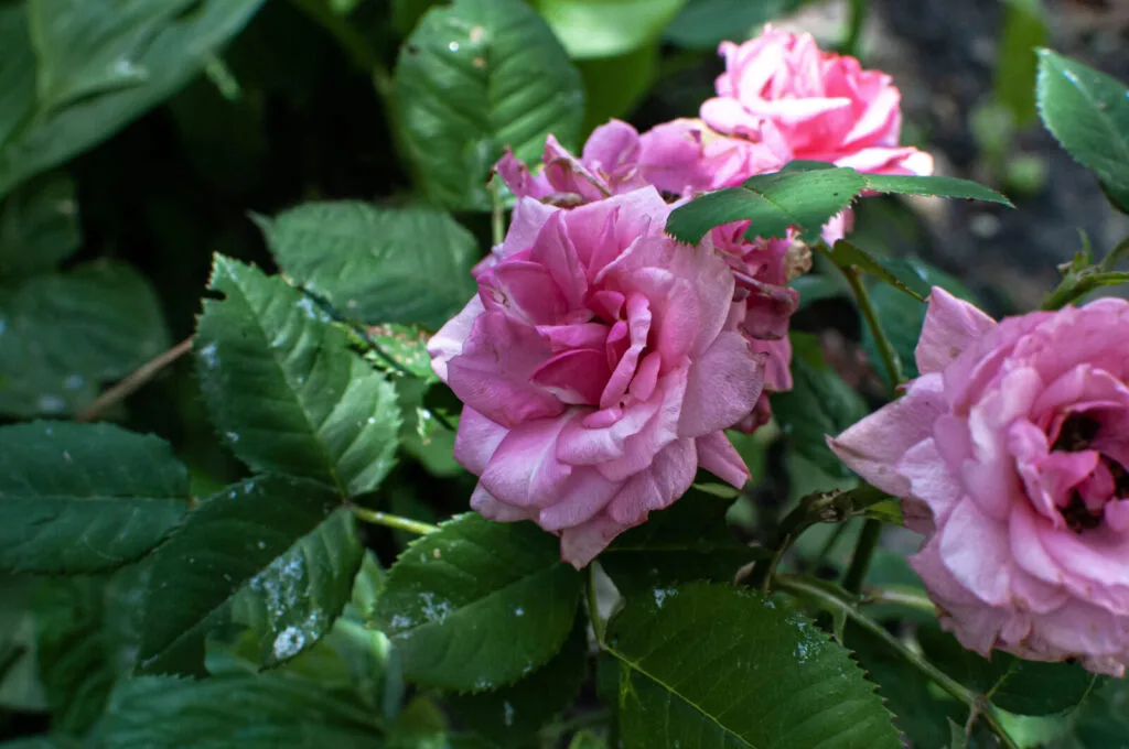 Roses / Photo : Depositphotos