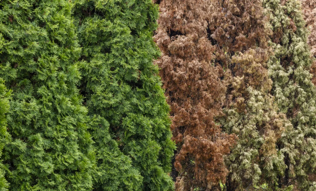 Browning thuja / Depositphotos