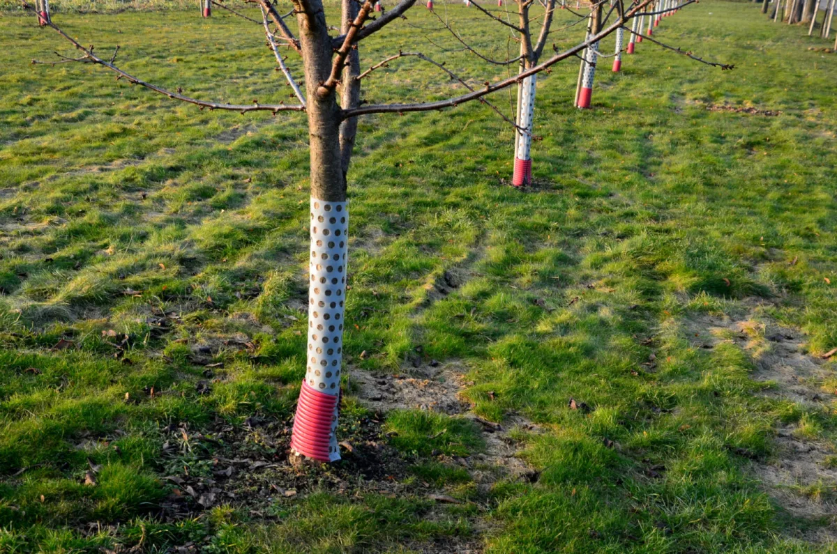 Protecting trees / Photo: Depositphotos
