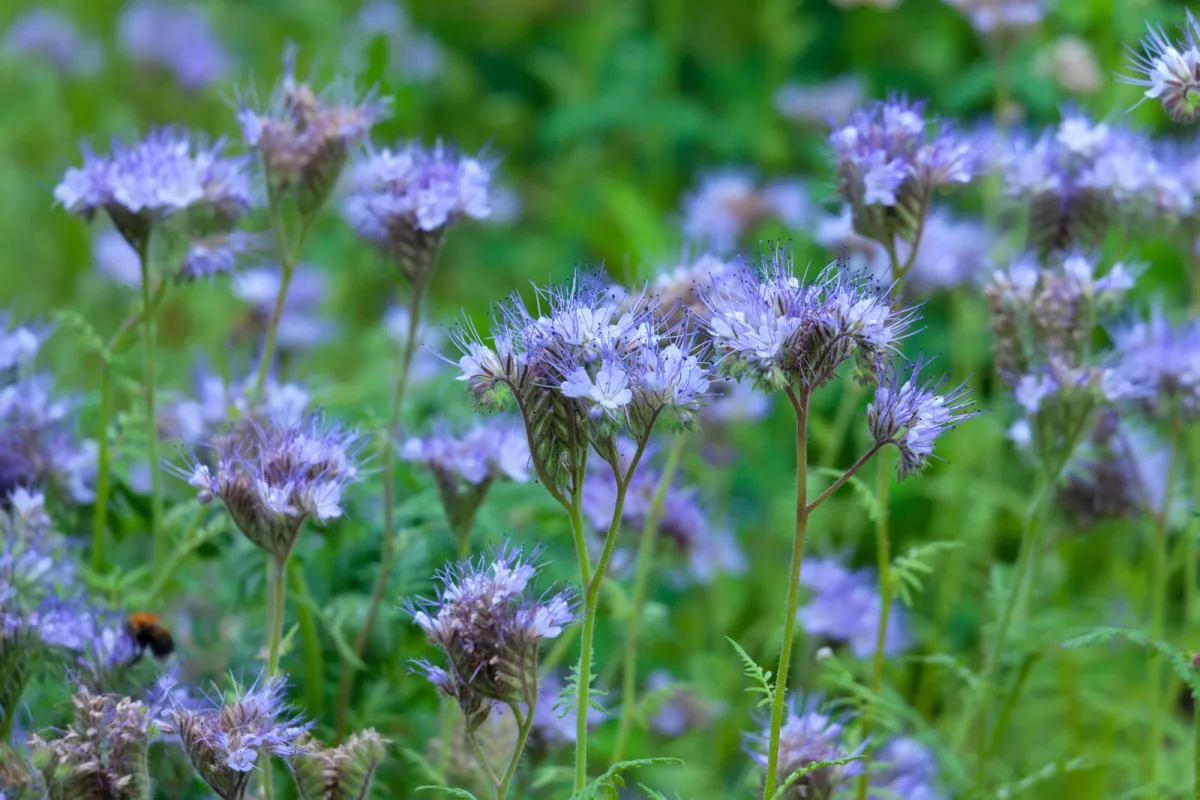 Sow Phacelia and Let It Do the Work Your Bed Will Be Weed Free and Crumbly by Spring