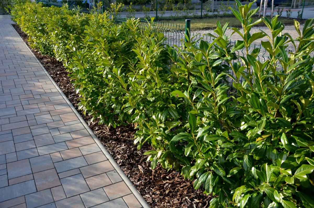Cherry laurel / Photo: Depositphotos