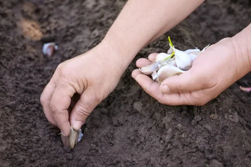 A New Garlic Planting Method That Breaks Records and Delivers a Stunning Harvest