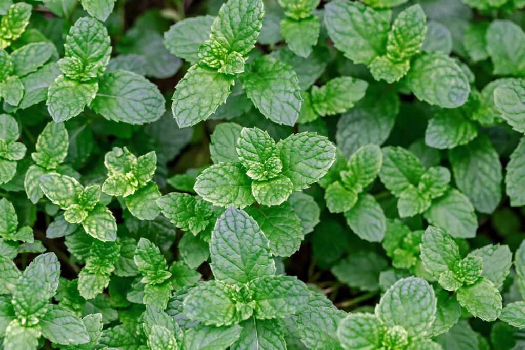 Mint / Photo: Depositphotos