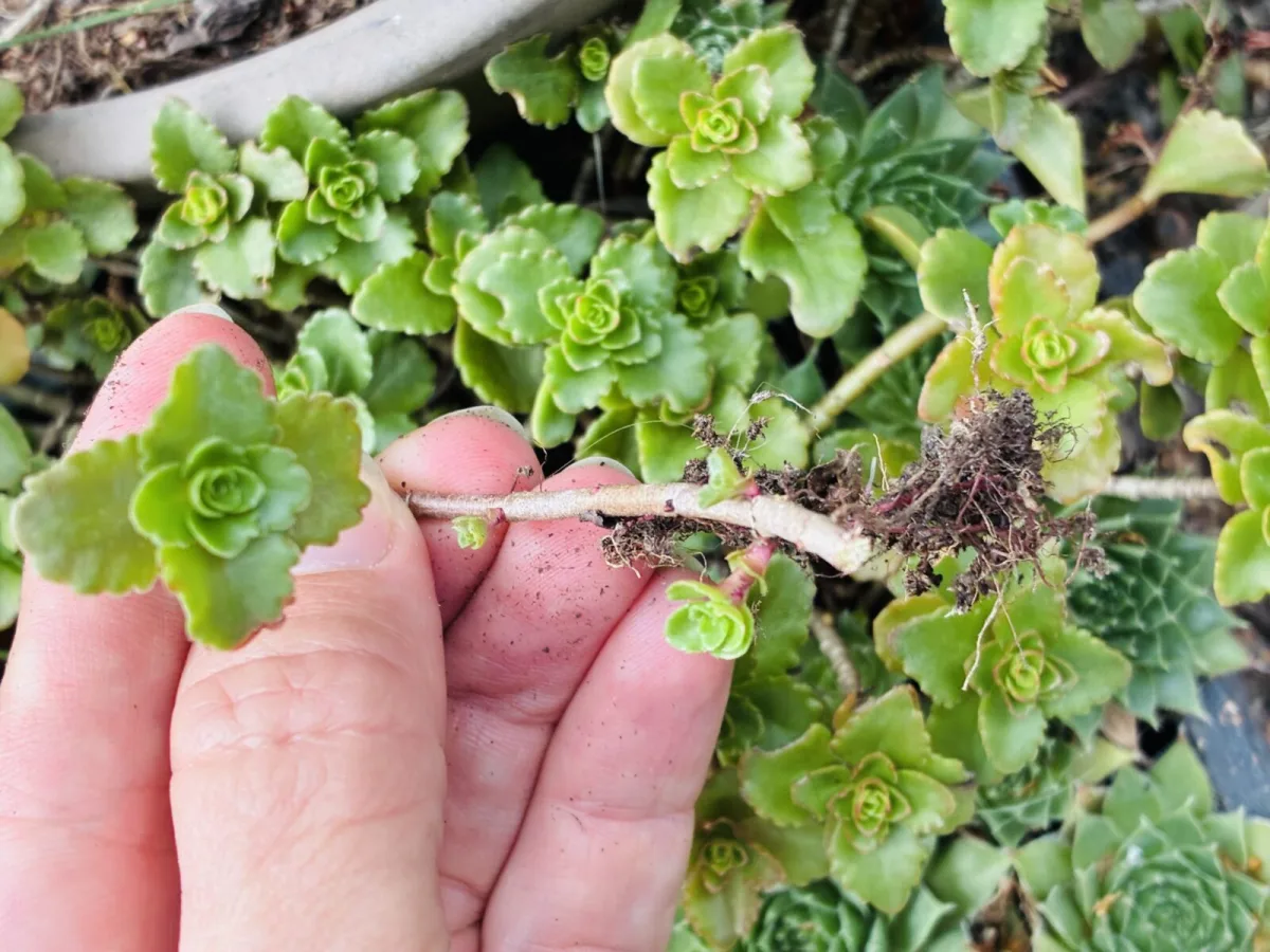 Propagating stonecrop / Photo: Pestrazahrada.cz