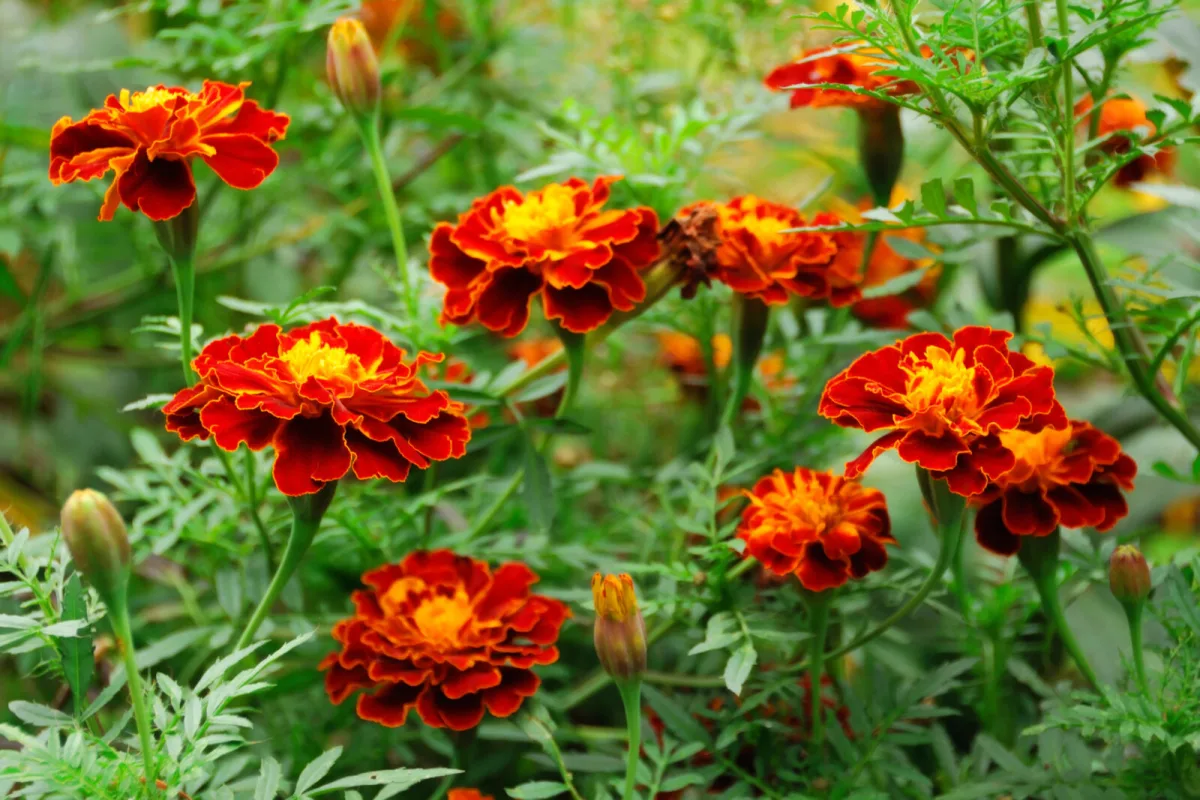 No tires estas flores tras la floración en otoño aportan más al jardín que en verano