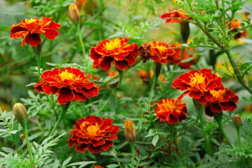 No tires estas flores tras la floración en otoño aportan más al jardín que en verano