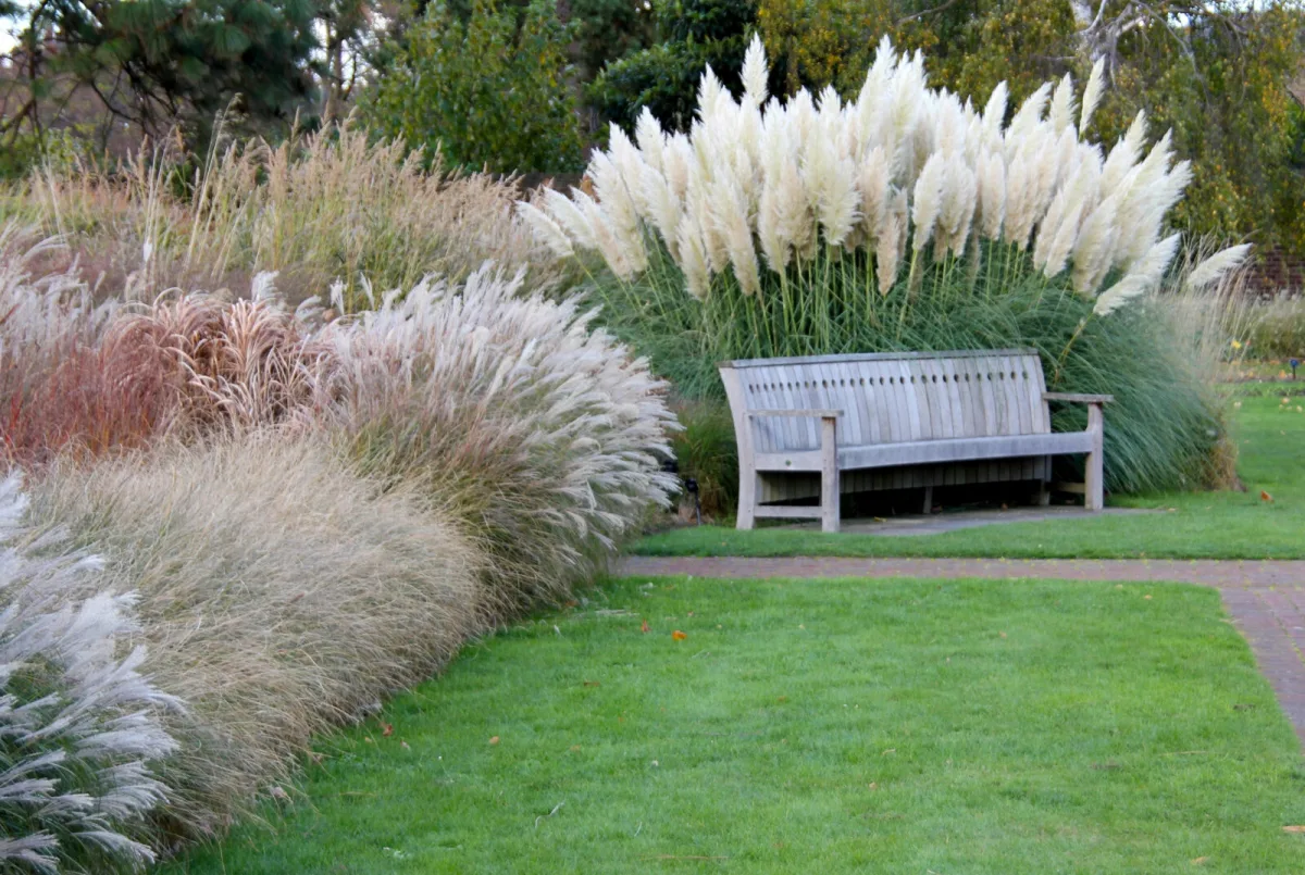 Ornamental grasses / Photo: Depositphotos