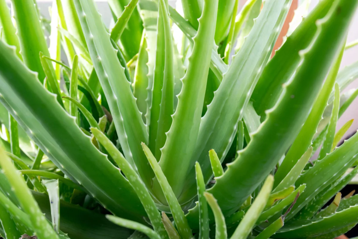Sådan gøder du aloe vera rigtigt så den vokser hurtigere og får store blade