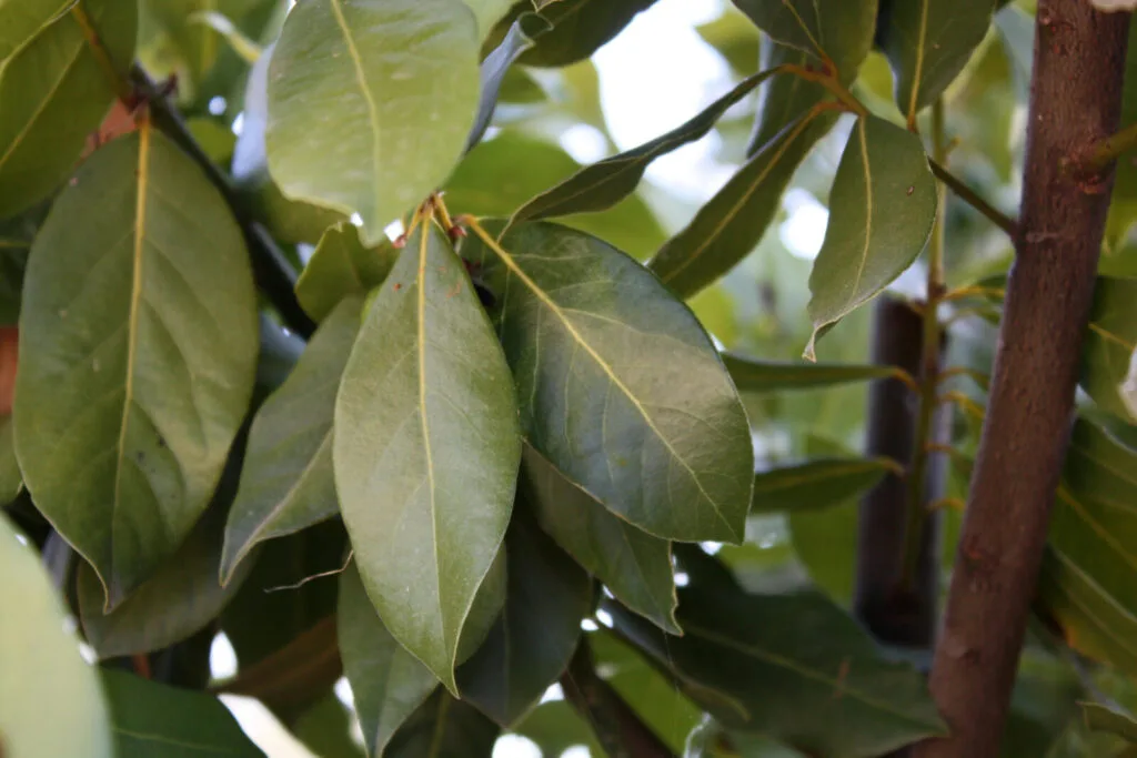 Bay laurel, or bay leaf / Photo: Depositphotos