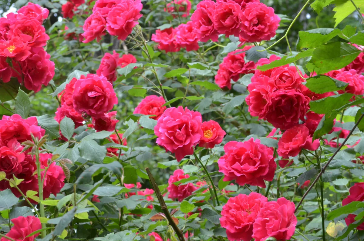 Poda de outono das roseiras passo a passo e um erro pode tirar as flores