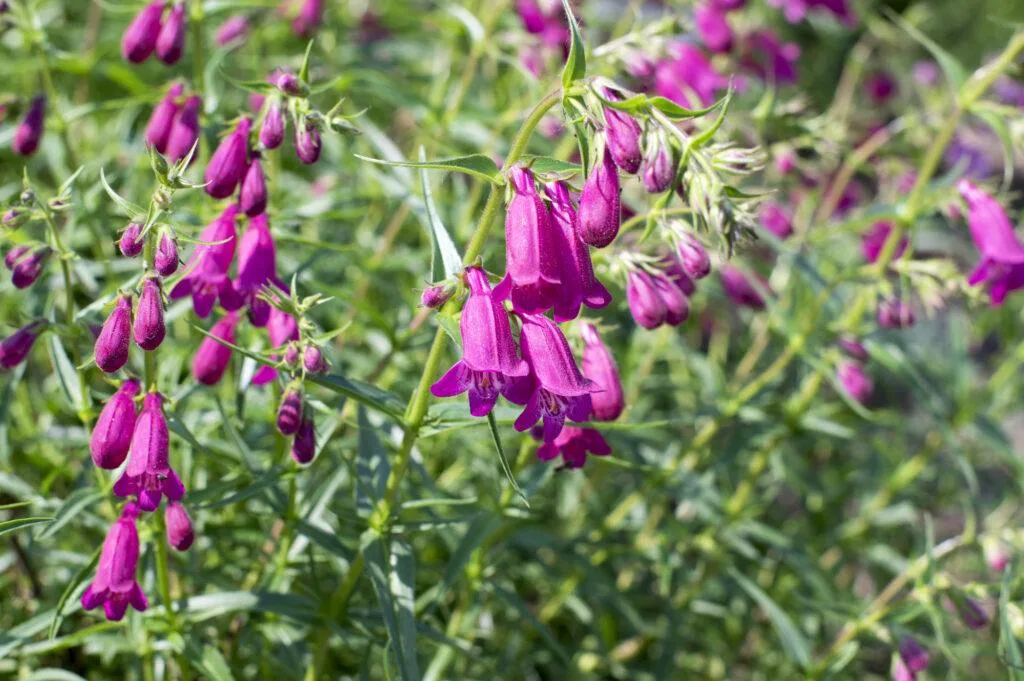 Penstemon mexicali / Photo: Depositphotos