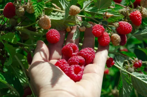 Summer raspberries hide next year’s crop where most people cut it off