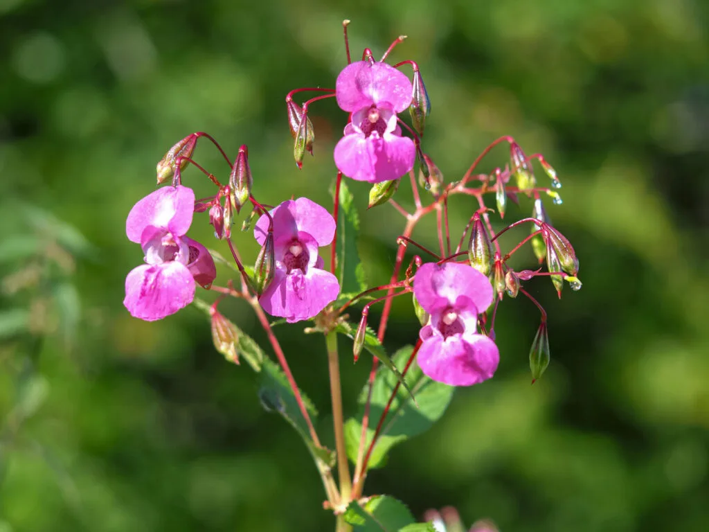 Himalayan balsam / Photo: Depositphotos