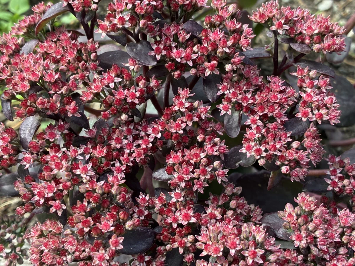 Don’t Cut Sedums in Autumn, Those Dry Flowerheads Have a Purpose