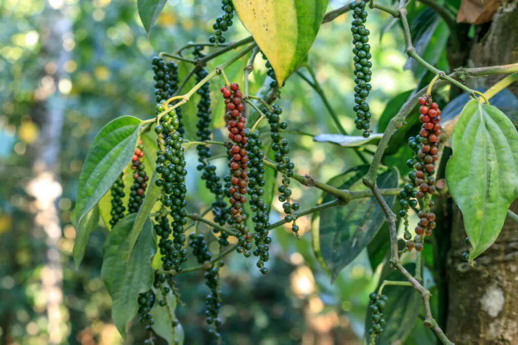 Pepper / Photo: Depositphotos