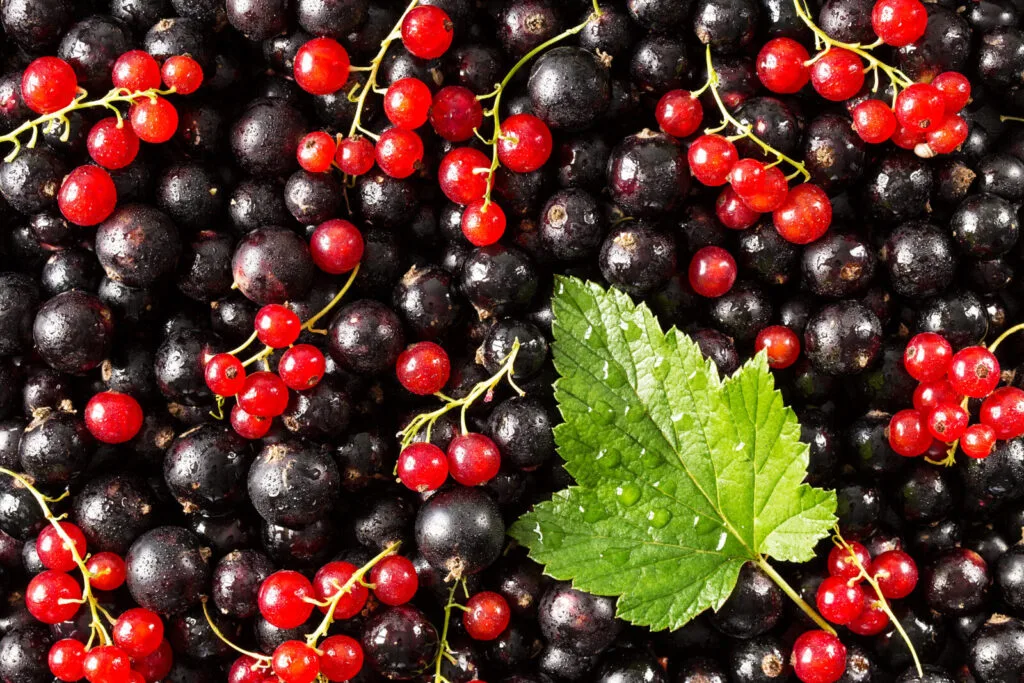 Black and red currants / Photo: Depositphotos 