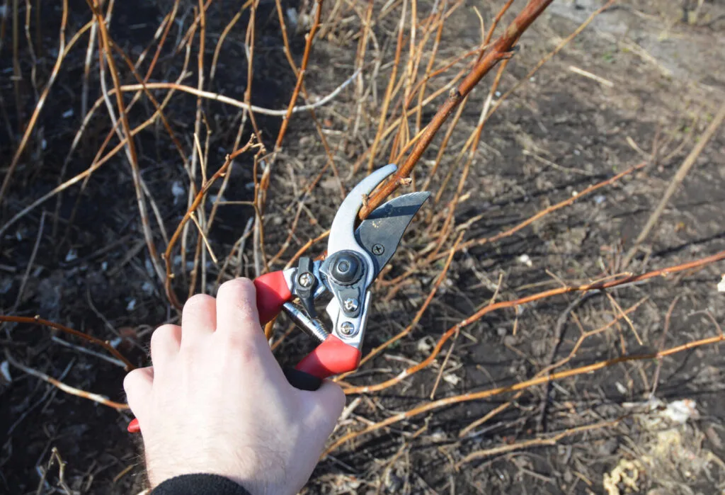 Thinning raspberries / Photo: Depositphotos