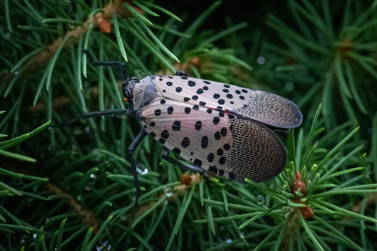 A feared pest from China has reached Europe and it has no Czech name and it devastates everything from grapevines to orchards