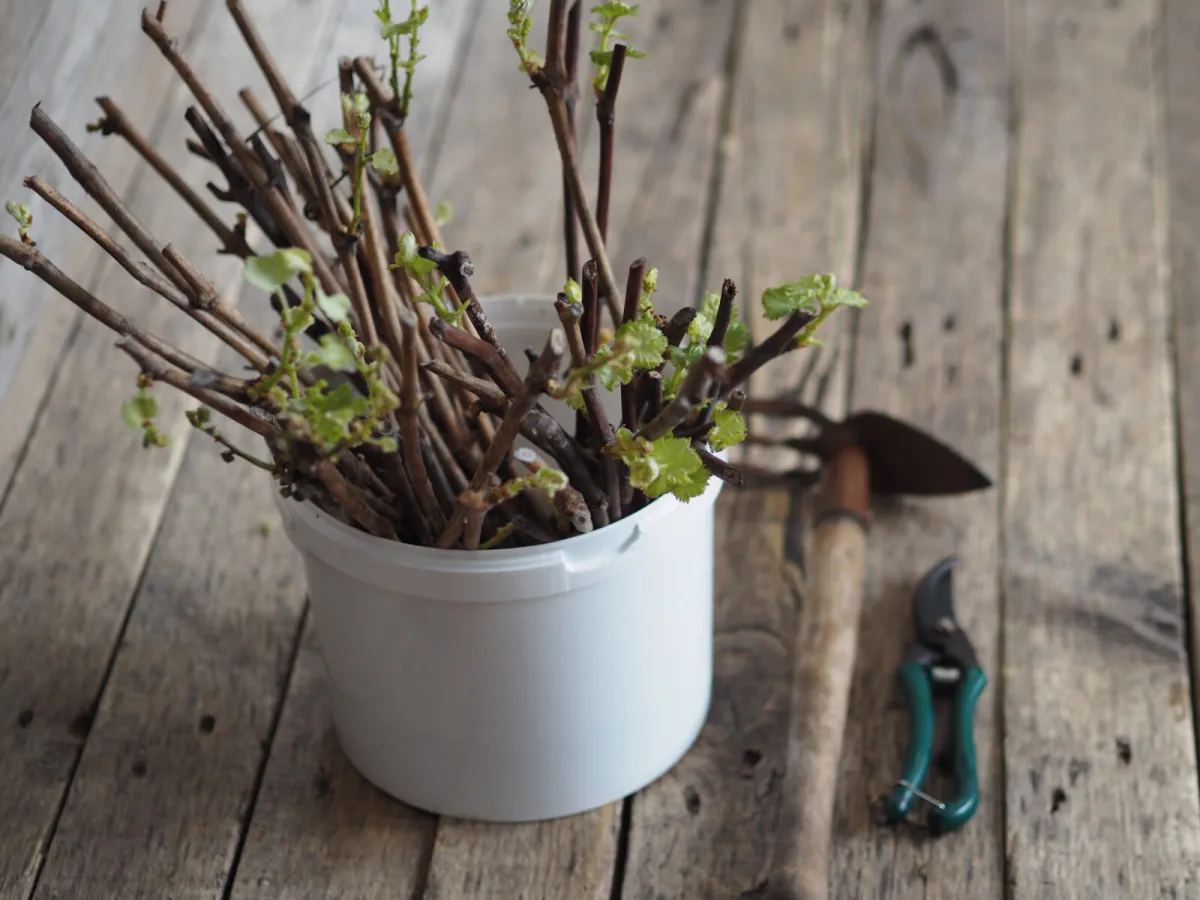 Turn Ground Cinnamon Into a Secret Weapon for Stronger, Tougher Plants