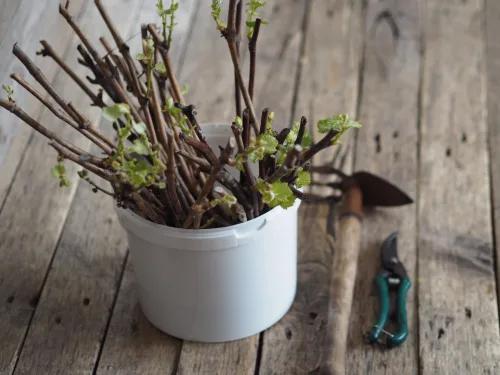 Turn Ground Cinnamon Into a Secret Weapon for Stronger, Tougher Plants