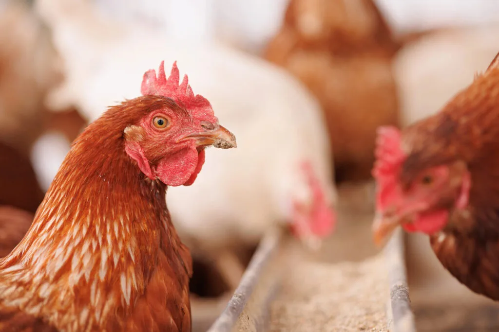 Hens / Photo: Depositphotos