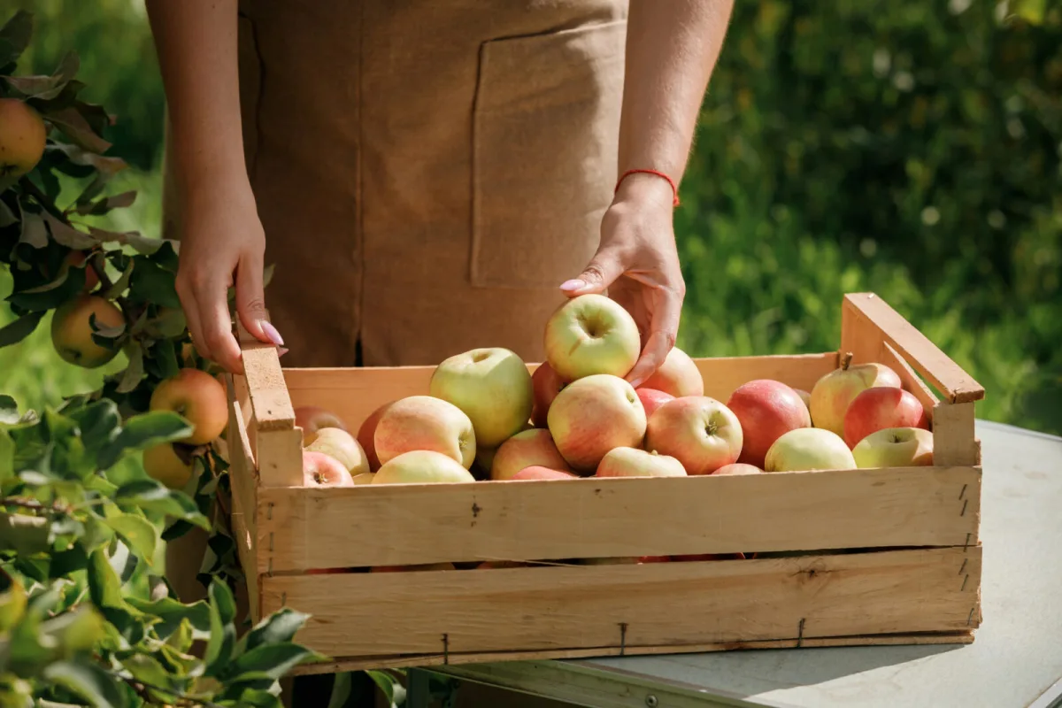 Checking apples / Photo: Depositphotos