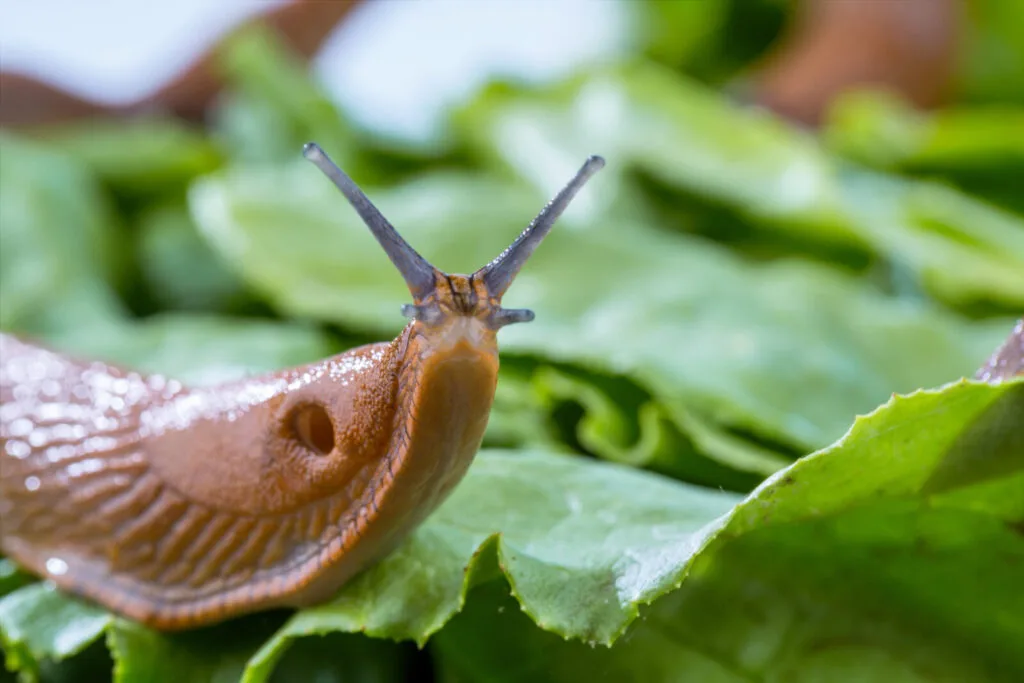 Slugs / Depositphotos