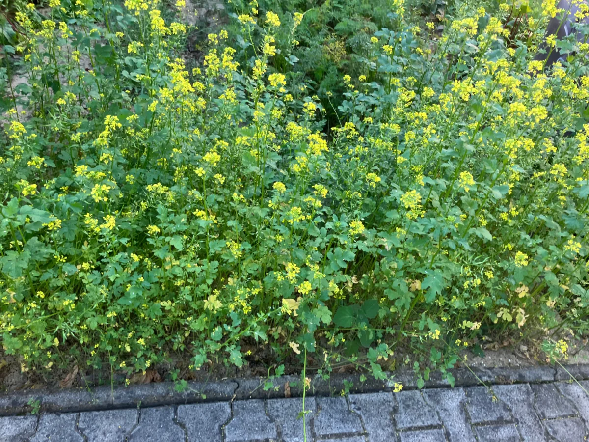 Oilseed Rape Can Be a Soil Ally in Your Vegetable Beds