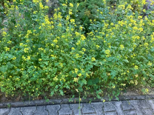 Rypsi ei ole pelkkä peikko vaan apu puutarhamaan parantamiseen