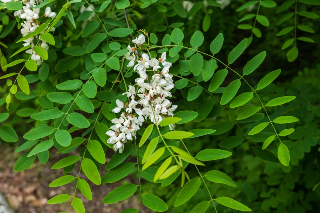 Falsa acacia / Foto: Depositphotos