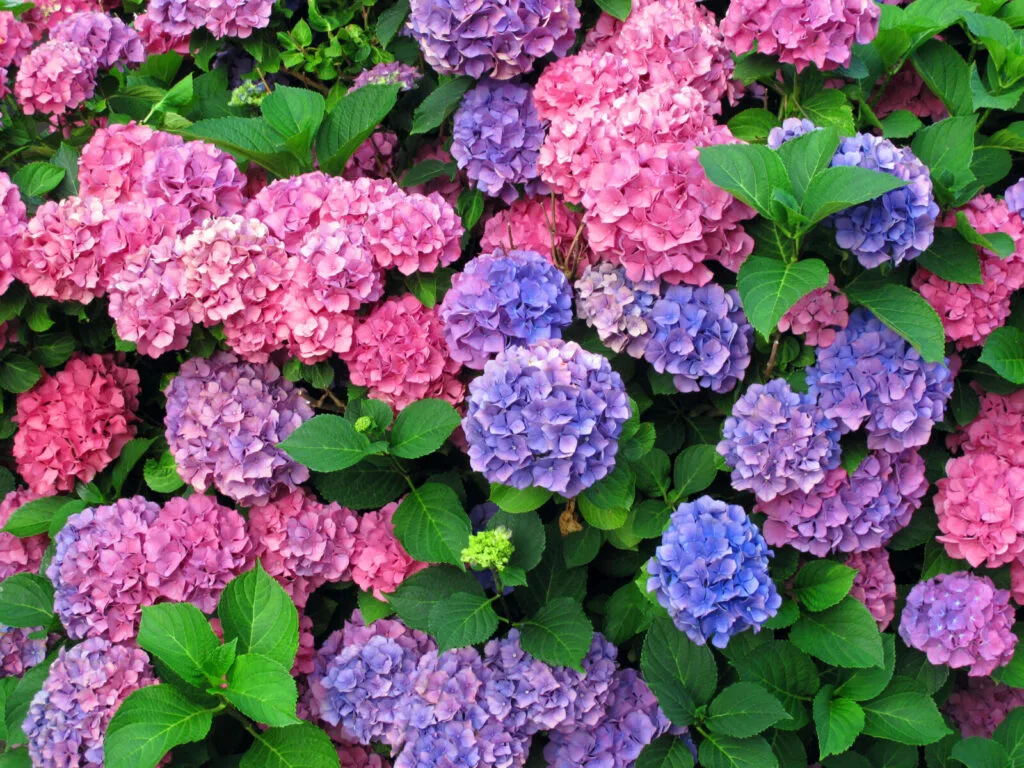 Hortênsia / Foto: Depositphotos