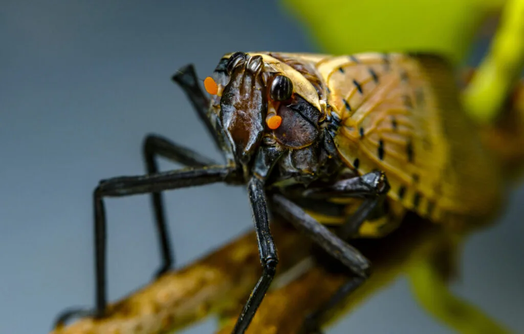 Lycorma delicatula / Photo: Depositphotos