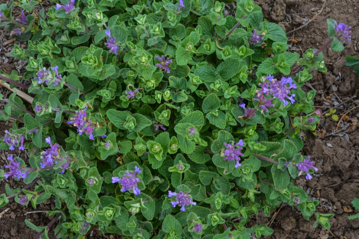 Catmint (Nepeta) / Depositphotos