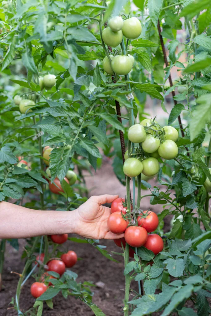 Colheita de tomates / Foto: Depositphotos